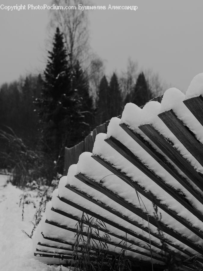 Ice, Outdoors, Snow, Plant, Tree, Path, Trail