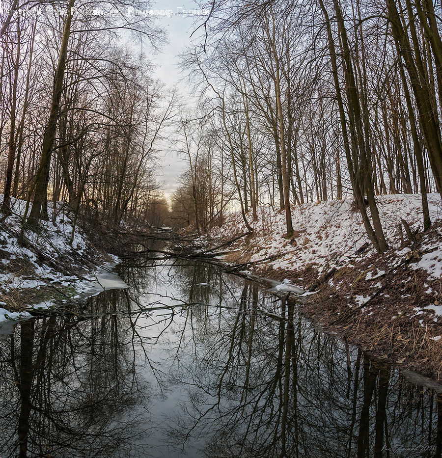 Land, Marsh, Outdoors, Swamp, Water, Forest, Vegetation