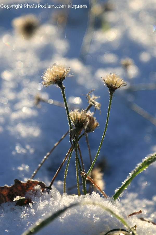 Frost, Ice, Outdoors, Snow, Plant, Weed, Flora