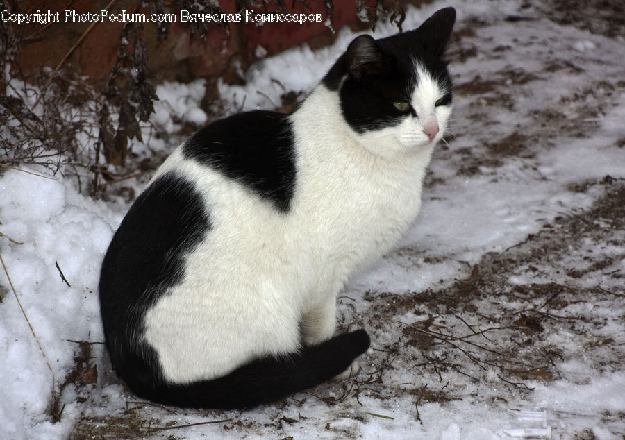 Animal, Cat, Mammal, Manx, Pet, Ice, Outdoors