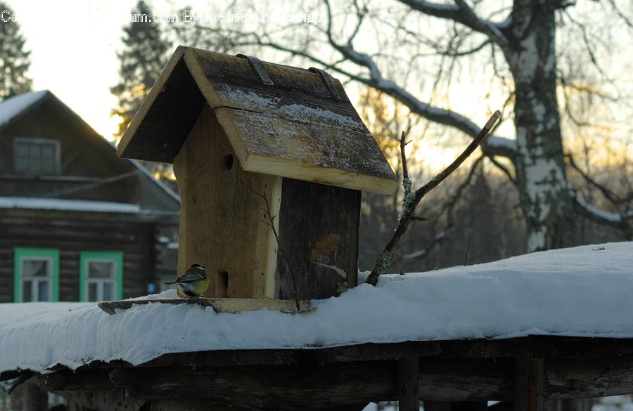 People, Person, Human, Plant, Tree, Building, Cottage