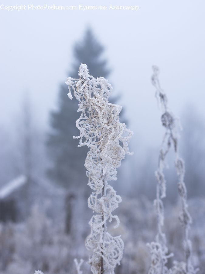 Frost, Ice, Outdoors, Snow