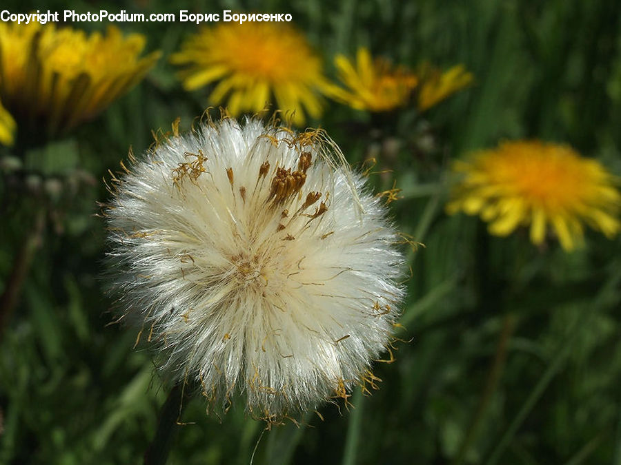 Dandelion, Flower, Plant, Blossom, Flora, Field, Grass