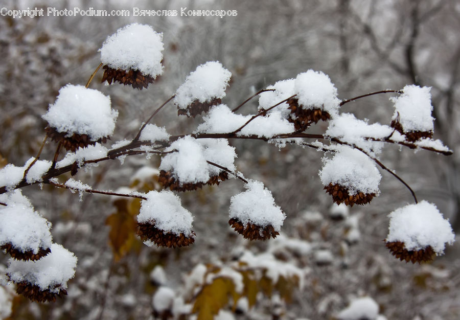 Cotton, Fiber, Frost, Ice, Outdoors, Snow, Plant