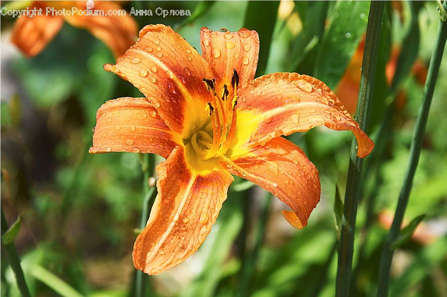 Flora, Flower, Lily, Plant, Gladiolus, Blossom