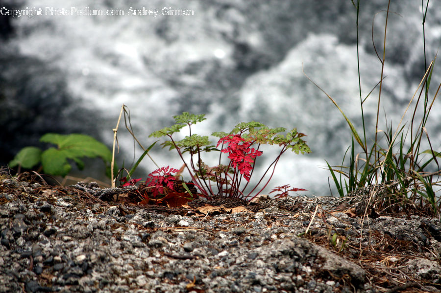 Rubble, Plant, Vine, Blossom, Flora, Flower, Bush