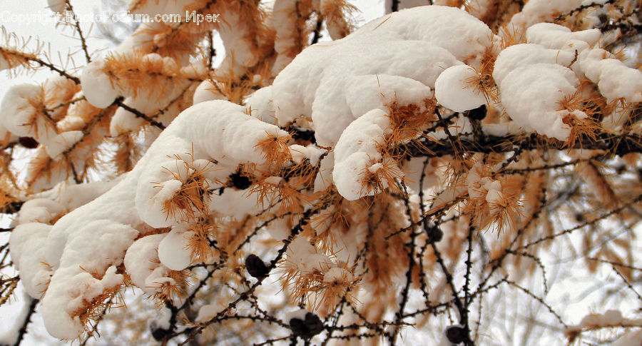 Cotton, Fiber, Conifer, Fir, Plant, Tree, Birch