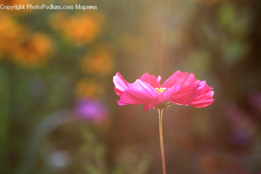 Cosmos, Blossom, Flora, Flower, Plant