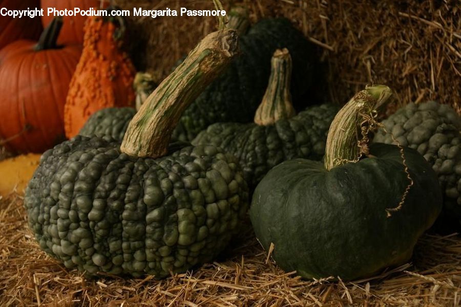 Pumpkin, Squash, Vegetable, Produce, Rock