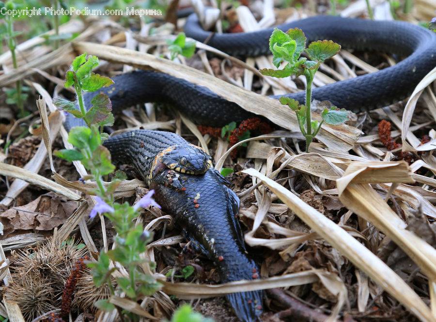 King Snake, Reptile, Snake, Herbs, Mint, Plant, Fern