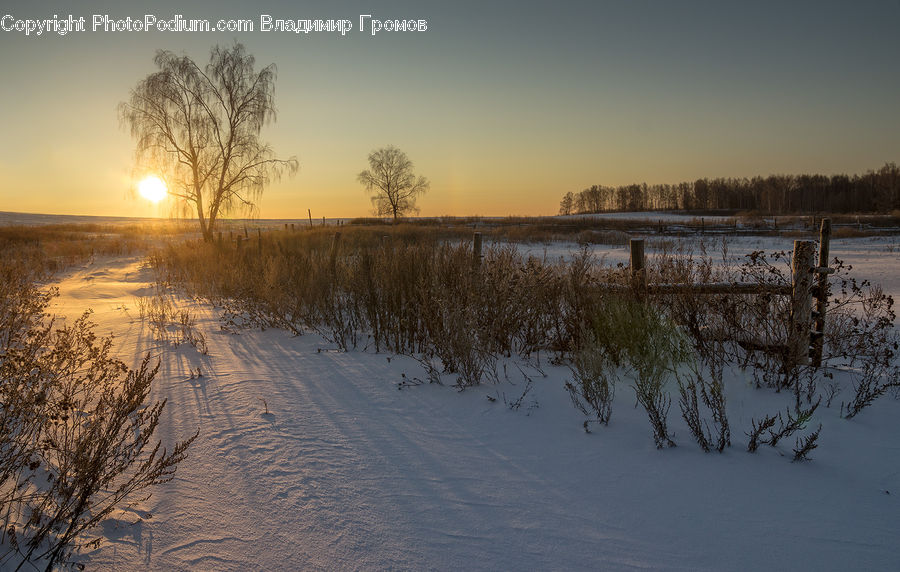 Flood, Flare, Light, Sunlight, Grass, Plant, Reed