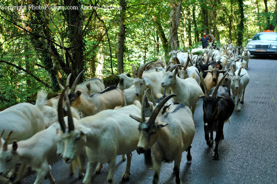 Animal, Goat, Mammal, Mountain Goat, Sheep, Zoo, Herd