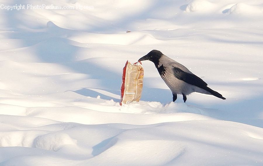 Bird, Booby, Blackbird, Crow, Beak, Arctic, Ice