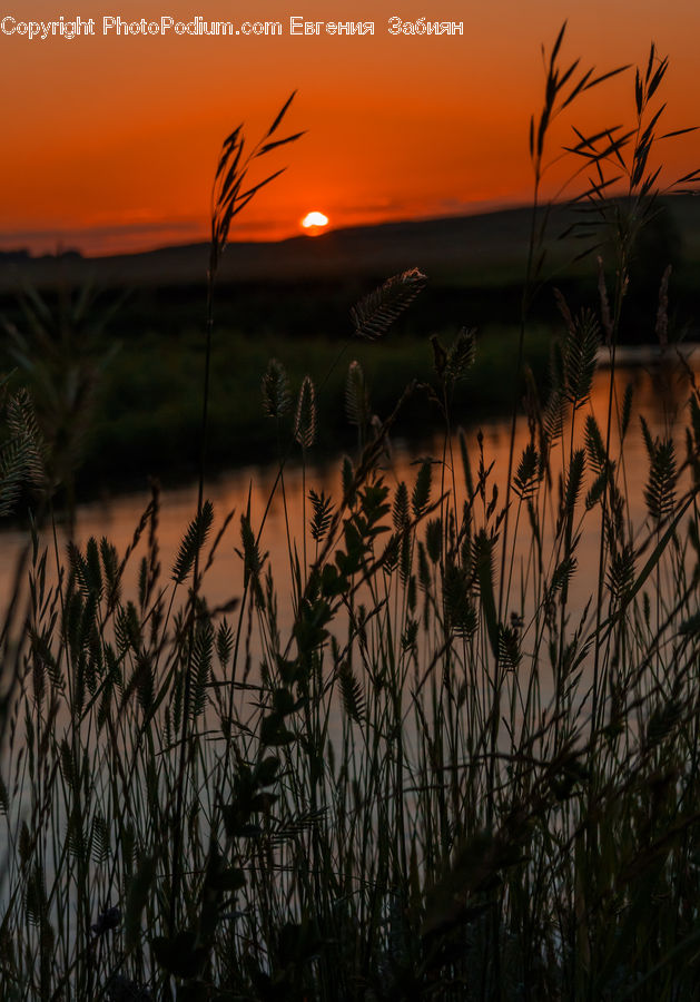 Grass, Plant, Reed, Field, Grassland, Dusk, Outdoors