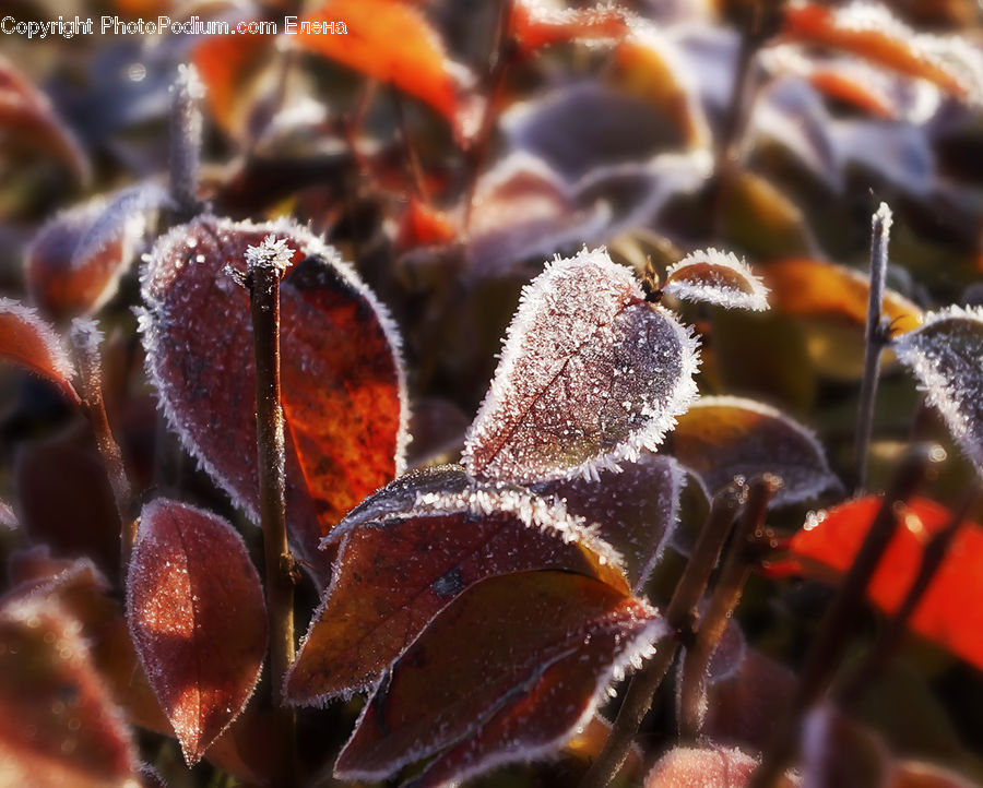 Frost, Ice, Outdoors, Snow, Conifer, Fir, Plant