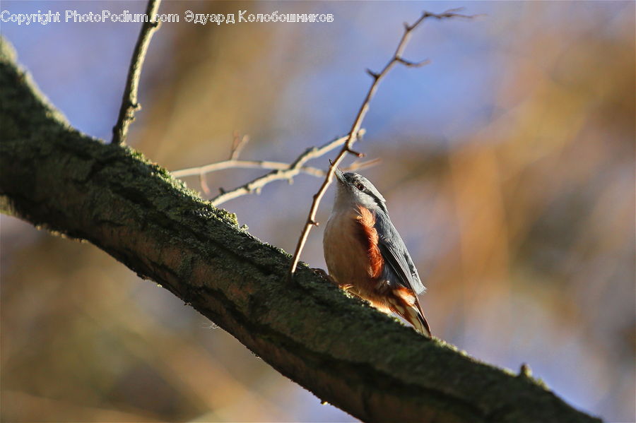 Bee Eater, Bird, Blue Jay, Bluebird, Jay, Head, Portrait