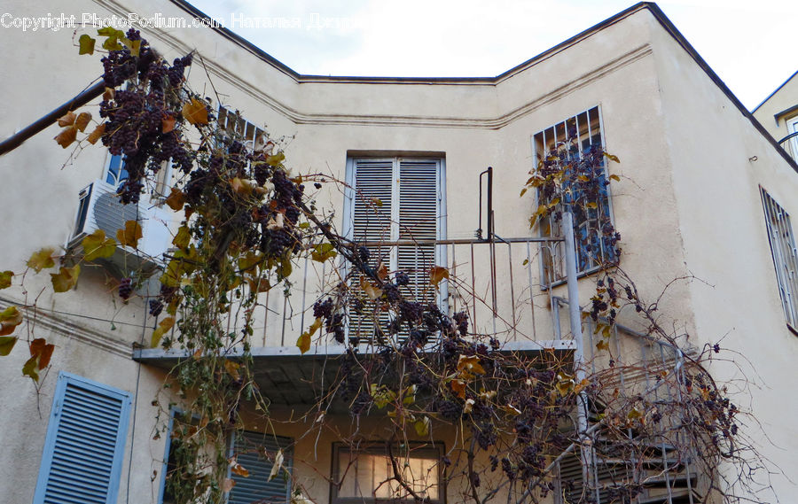 Shutter, Window, Window Shade, Ivy, Plant, Vine, Building