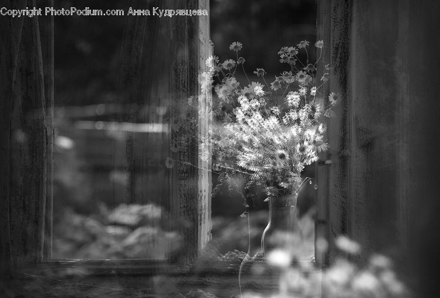 Plant, Alley, Alleyway, Road, Street, Town, Blossom