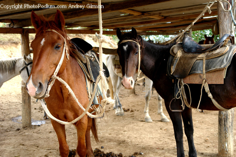 Saddle, Animal, Horse, Mammal, Donkey, Colt Horse, Equestrian