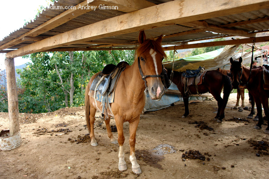 Animal, Horse, Mammal, Countryside, Farm, Pasture, Ranch