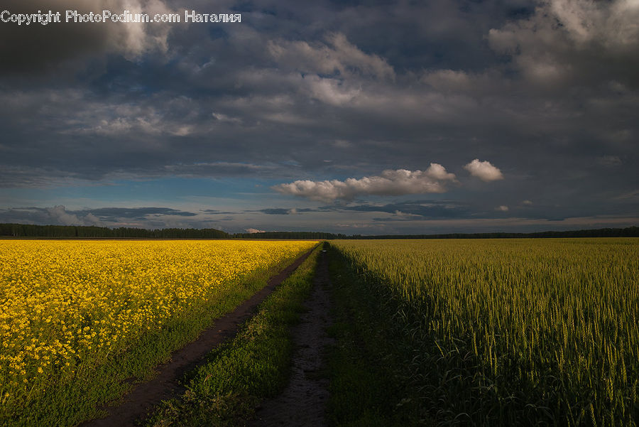 Field, Dirt Road, Gravel, Road, Grass, Grassland, Plant