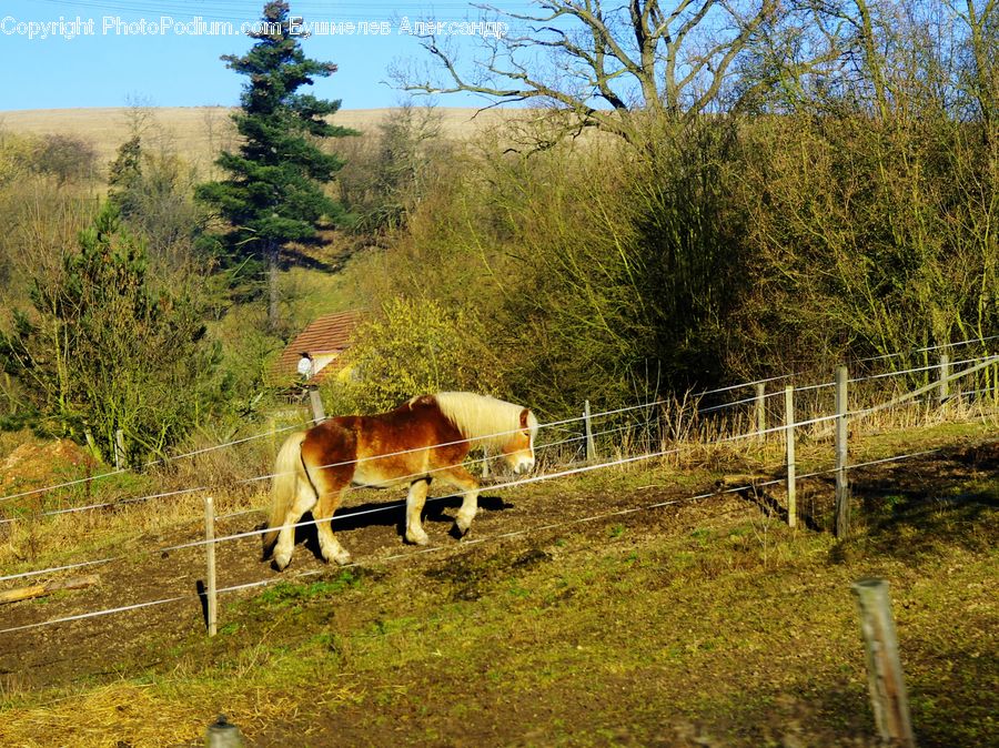 Animal, Gazelle, Impala, Mammal, Wildlife, Cattle, Cow