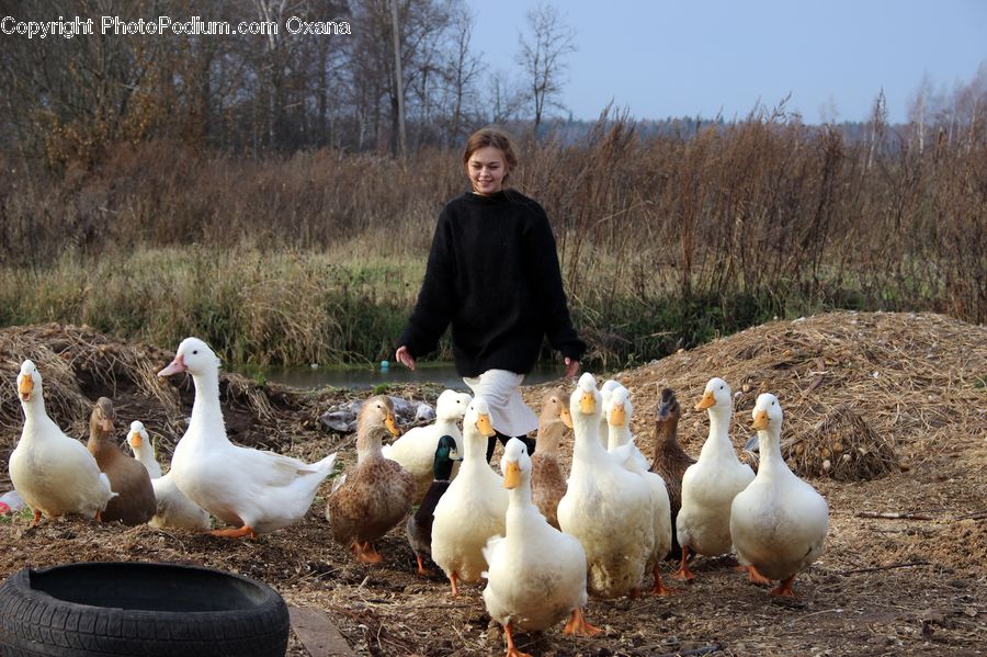 People, Person, Human, Bird, Waterfowl, Fowl, Poultry