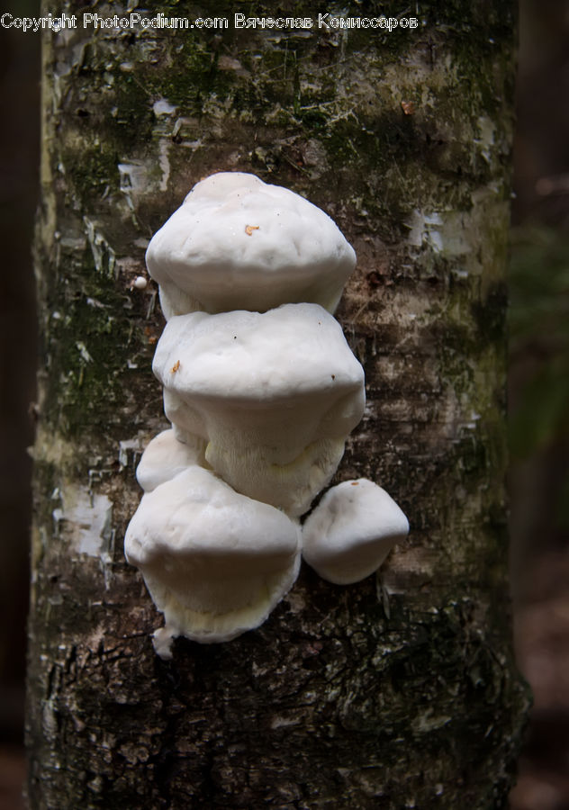 Agaric, Amanita, Fungus, Mushroom, Plant, Cream, Creme