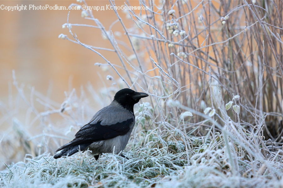 Bird, Blackbird, Crow, Frost, Ice, Outdoors, Snow