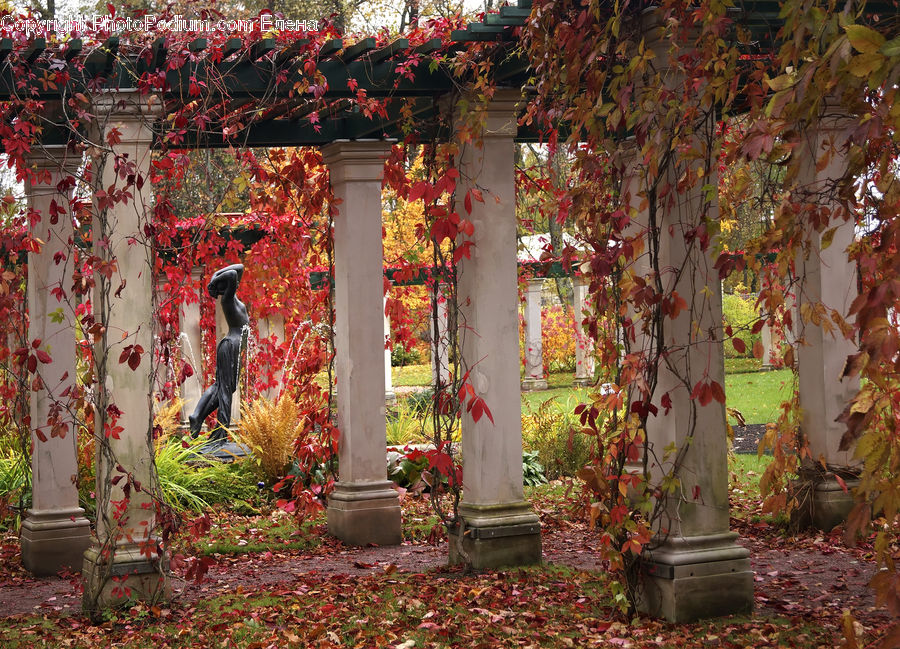 Ivy, Plant, Vine, Art, Patio, Pergola, Porch