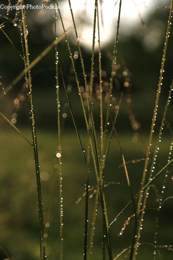 Field, Grass, Grassland, Plant, Lighting, Blossom, Flora