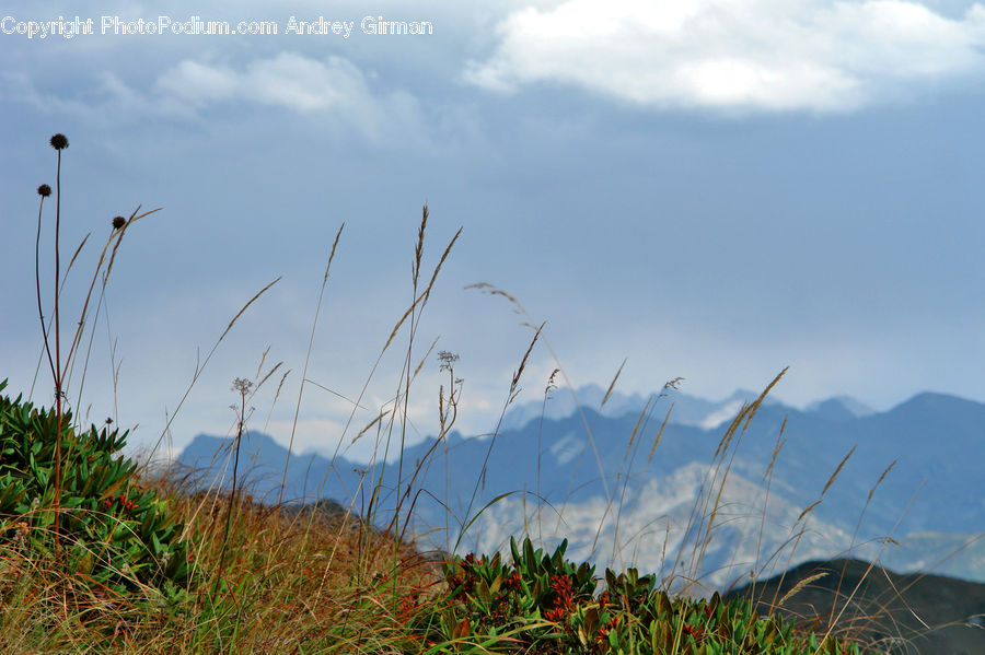 Field, Grass, Grassland, Plant, Blossom, Flora, Flower