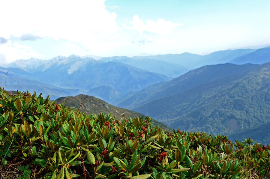 Plant, Blossom, Flora, Flower, Crest, Mountain, Outdoors