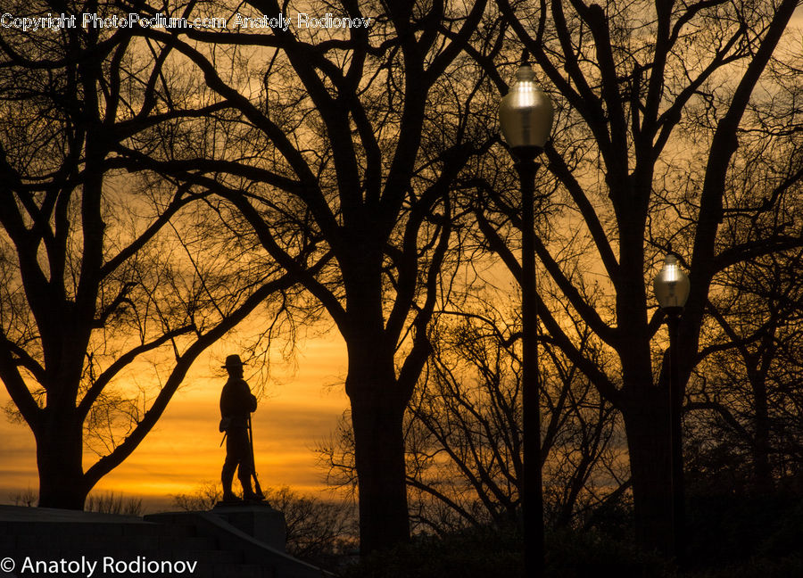 Plant, Tree, Dawn, Dusk, Sky, Sunrise, Sunset