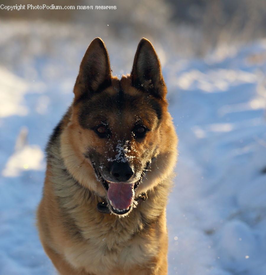 Animal, Canine, Dog, German Shepherd, Mammal, Pet, Collie