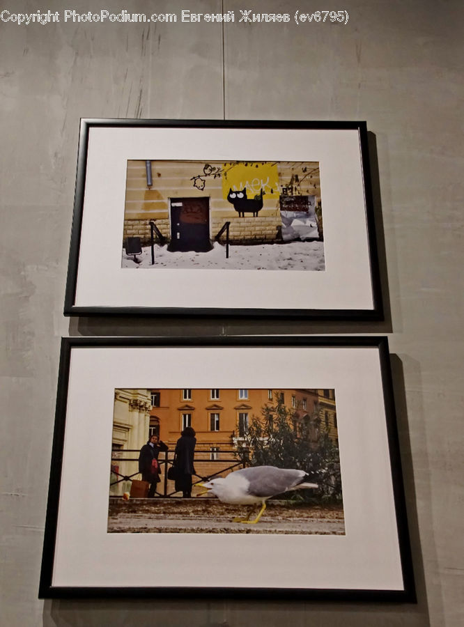 Collage, Poster, Bird, Seagull, Dove, Pigeon, Art