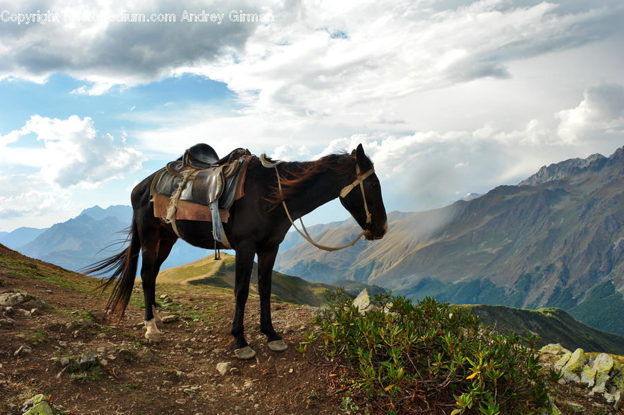 Mountain, Mountain Range, Outdoors, Animal, Equestrian, Horse, Person