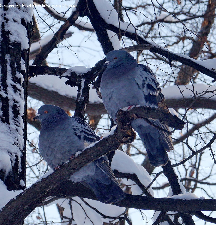 Bird, Dove, Pigeon, Toy, Booby, Accipiter, Blue Jay