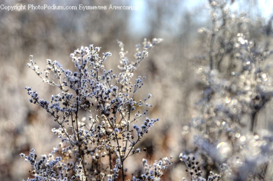 Frost, Ice, Outdoors, Snow, Blossom, Flora, Flower