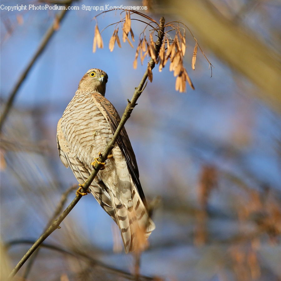 Bird, Flicker Bird, Woodpecker, Buzzard, Harrier, Hawk, Vulture