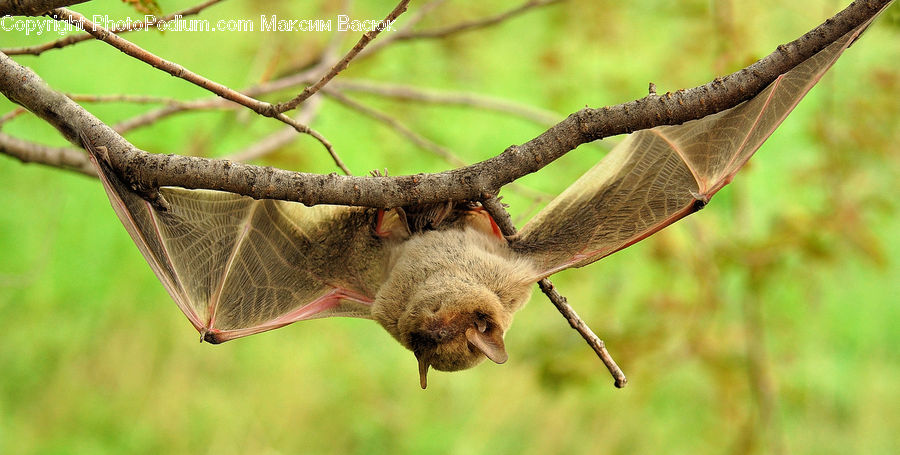 Animal, Bat, Racket