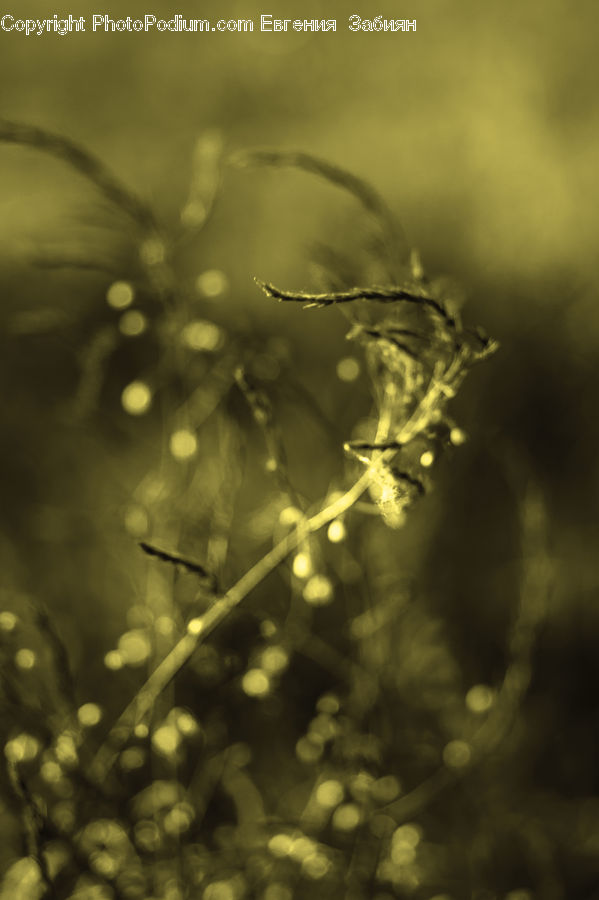 Plant, Weed, Field, Grass, Grassland, Dill, Conifer