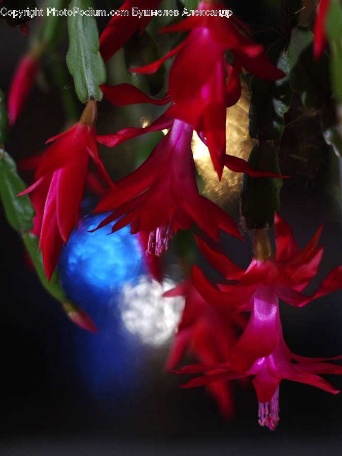 People, Person, Human, Flora, Flower, Gladiolus, Plant