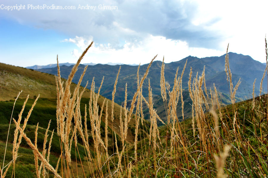 Field, Grass, Grassland, Plant, Grain, Wheat, Land