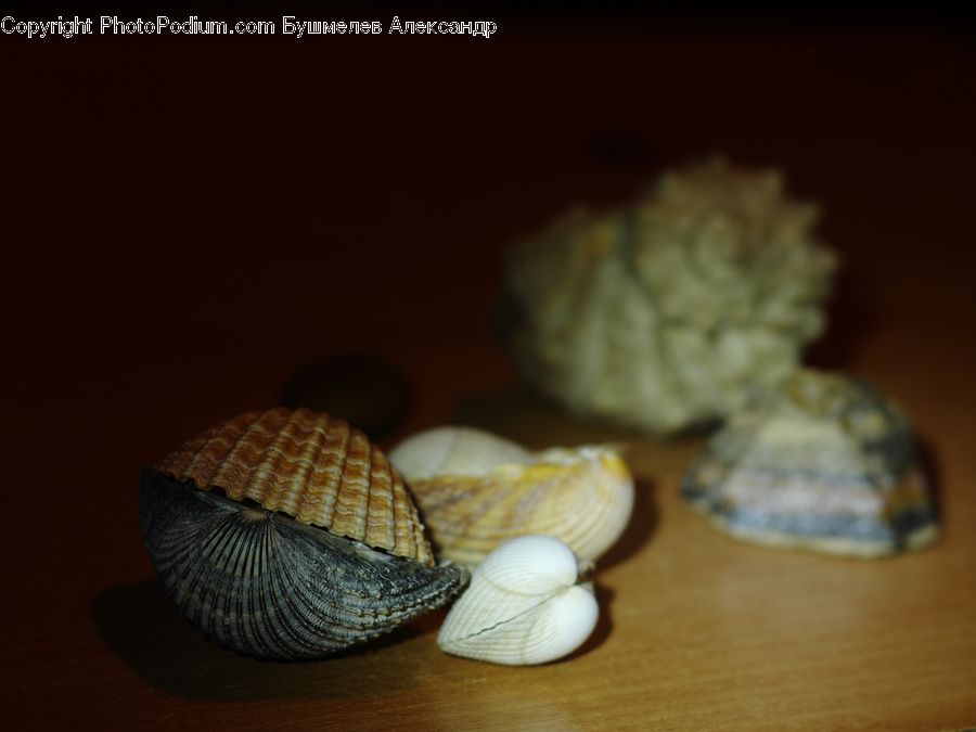 Garlic, Plant, Clam, Sea Life, Seashell