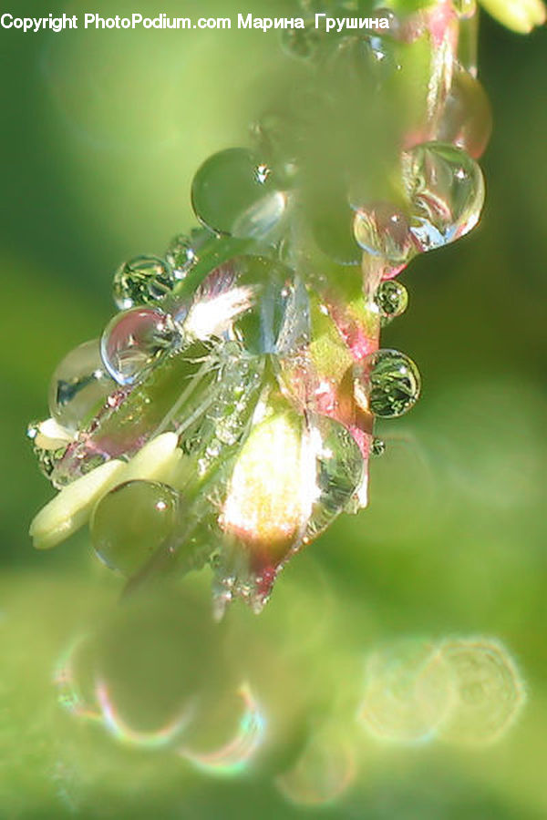 Droplet, Glass, Ornament, Plant, Leaf, Food, Aphid