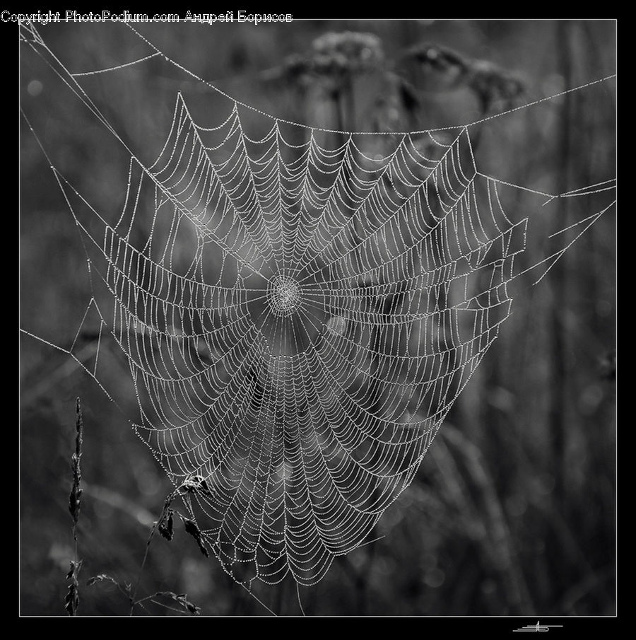 Insect, Spider Web, Arachnid, Argiope, Garden Spider, Spider, Invertebrate
