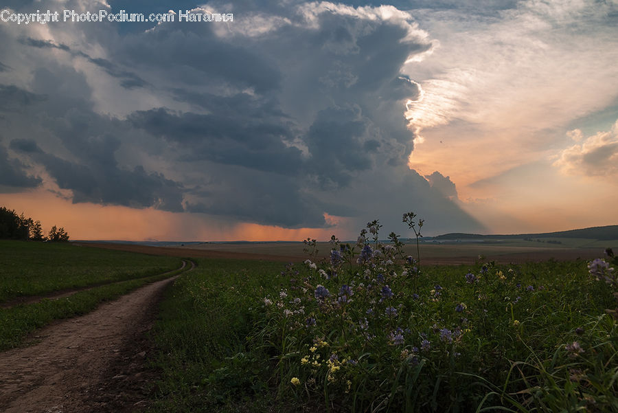 Countryside, Field, Grass, Grassland, Outdoors, Land, Dirt Road