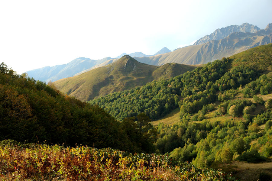 Mountain, Outdoors, Valley, Forest, Grove, Land, Conifer