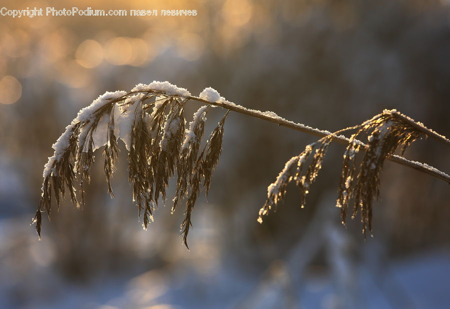 Frost, Ice, Outdoors, Snow, Grass, Plant, Reed